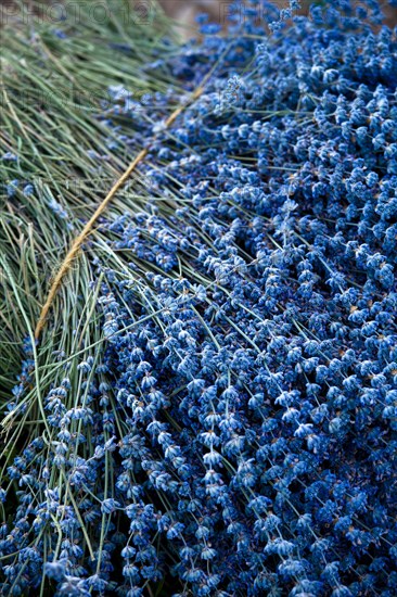 Freshly harvested Lavender (Lavandula angustifolia)