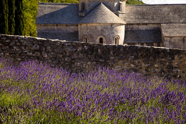 Blooming field of Lavender (Lavandula angustifolia) in front of Senanque Abbey