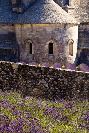 Blooming field of Lavender (Lavandula angustifolia) in front of Senanque Abbey