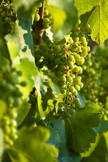 Wine growing in vineyard near Lacoste and Bonnieux villages