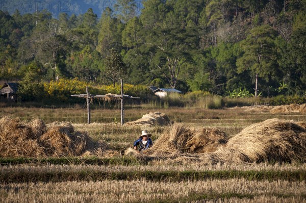 Woman wearing a hat while working in a harvested rice paddy