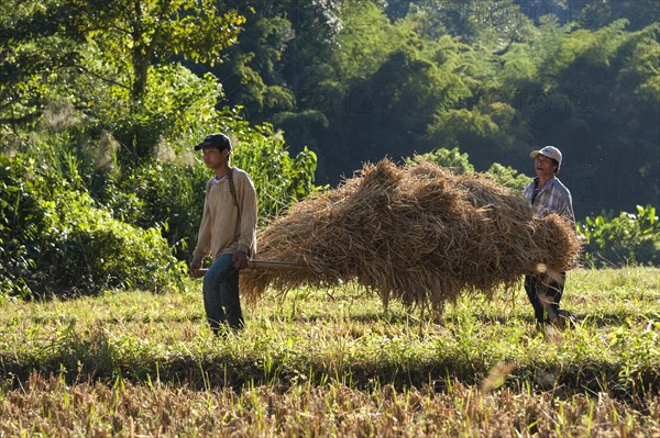 Men carrying straw