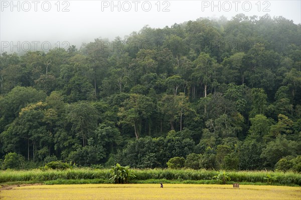 Man with a hoe walking through a rice paddy