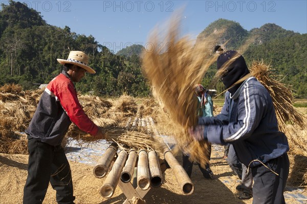 Men from the Shan or Thai Yai ethnic minority  are threshing rice