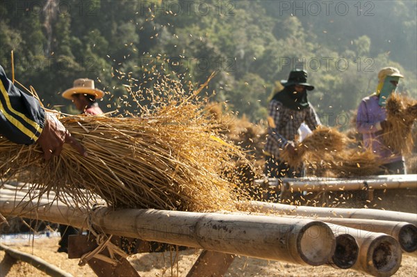 Men from the Shan or Thai Yai ethnic minority  are threshing rice