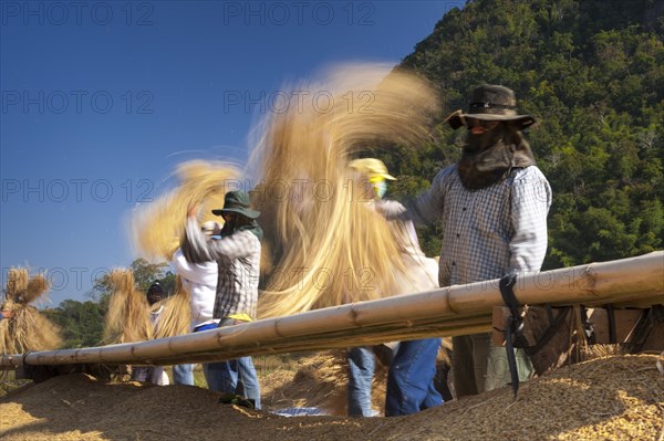 Men from the Shan or Thai Yai ethnic minority are threshing rice