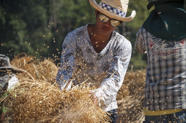 Man from the Shan or Thai Yai ethnic minority threshing rice