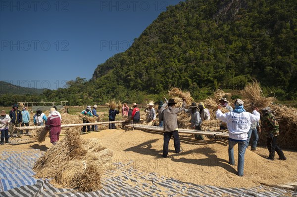Men from the Shan or Thai Yai ethnic minority threshing rice