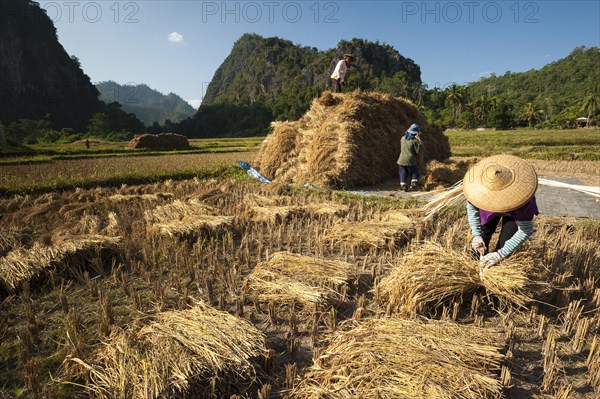 People from the Shan or Thai Yai ethnic minority making straw bundles