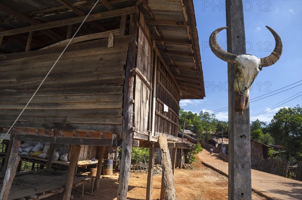 Skull of a water buffalo hanging next to a hut