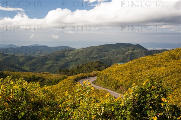 Road through field of Tree marigold