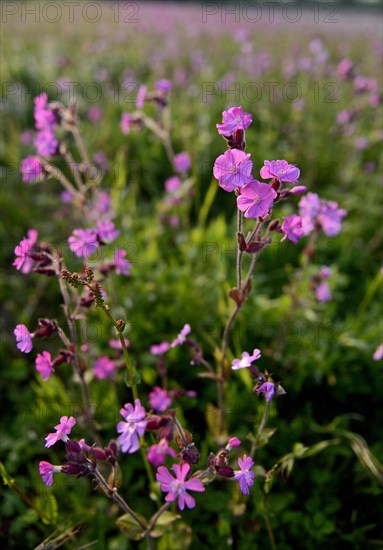 Red Campion (Silene dioica) growing along a wildflower strip bordering an arable field