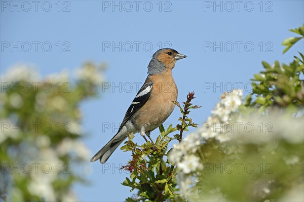 Chaffinch (Fringila coelebs)