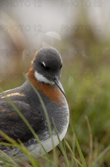 Red-necked Phalarope (Phalaropus lobatus)