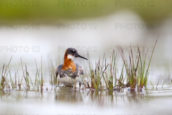 Red-necked Phalarope (Phalaropus lobatus)