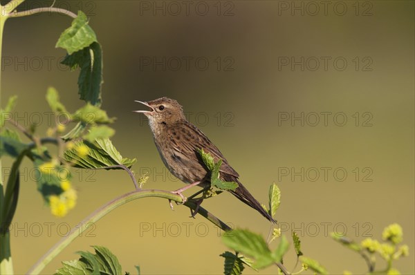 Common Grasshopper Warbler (Locustella naevia) singing