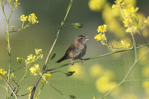 Common Grasshopper Warbler (Locustella naevia) singing