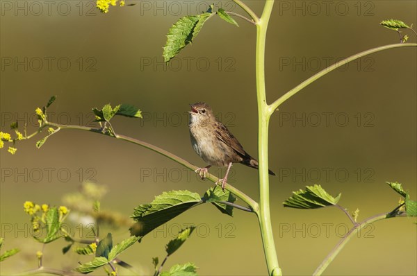 Common Grasshopper Warbler (Locustella naevia) singing