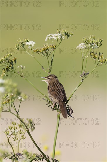 Common Grasshopper Warbler (Locustella naevia) singing