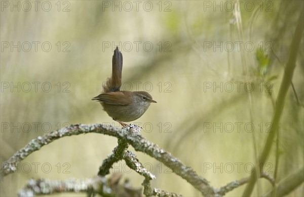 Cetti's Warbler (Cettia cettia)