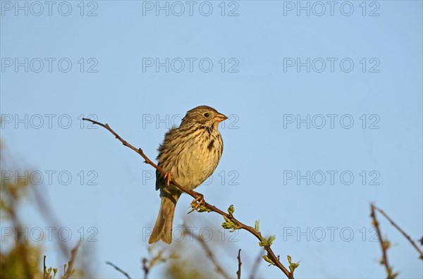 Corn Bunting (Miliaria calandra)