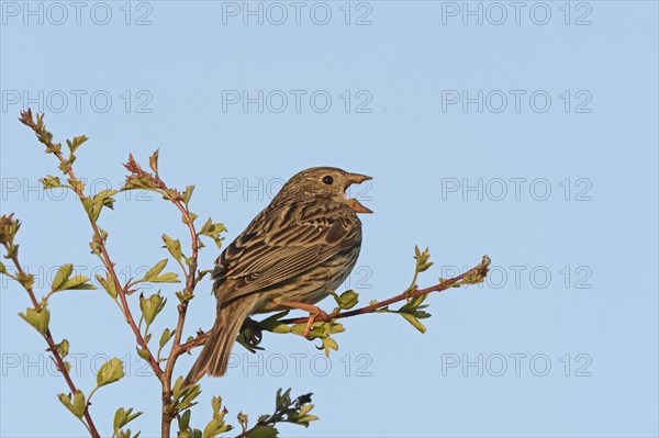 Corn Bunting (Miliaria calandra) in song