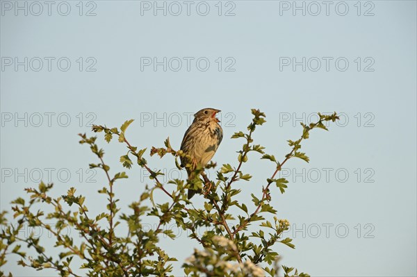 Corn Bunting (Miliaria calandra) in song