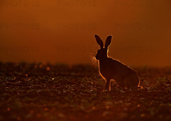 European Hare (Lepus europaeus)