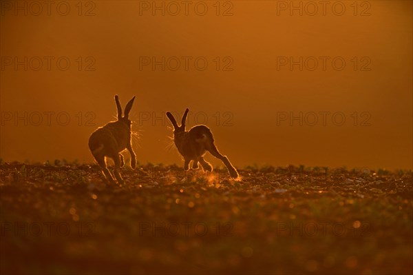 European Hares (Lepus europaeus)