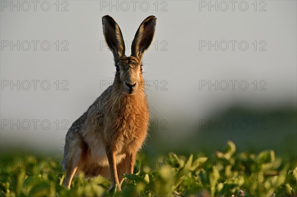 European Hare (Lepus europaeus)