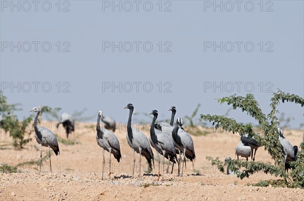 Demoiselle Cranes (Anthropoides virgo)