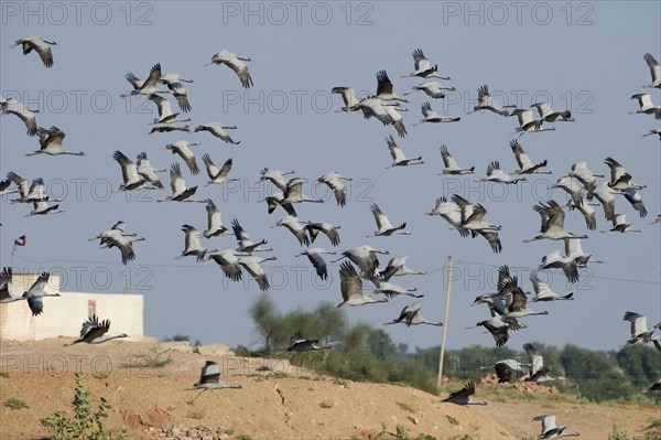 Demoiselle Cranes (Anthropoides virgo)