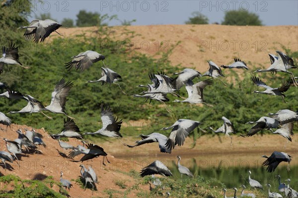 Demoiselle Cranes (Anthropoides virgo) at Kichan in the Thar Desert