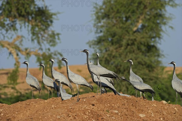 Demoiselle Cranes (Anthropoides virgo)