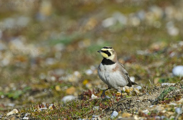 Shore Lark (Eremophila alpestris)