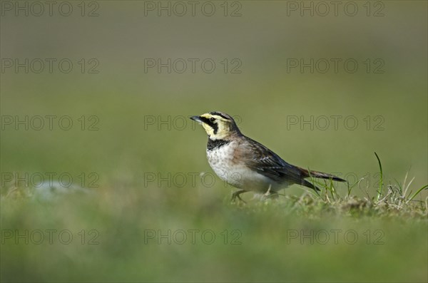 Shore Lark (Eremophila alpestris)