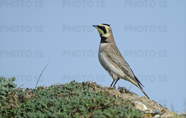 Shore Lark (Eremophila alpestris)