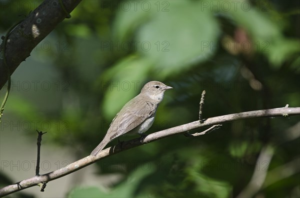 Garden Warbler (Sylvia borin)