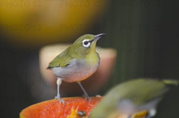 Oriental White-eye (Zosterops palpebrosus) feeding on fruit in a garden