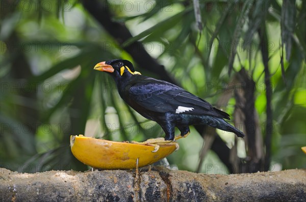 Common Hill Myna (Gracula religiosa intermedia)