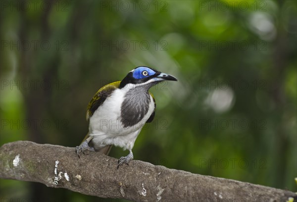 Blue-faced Honeyeater (Entomyzon cyanotis)