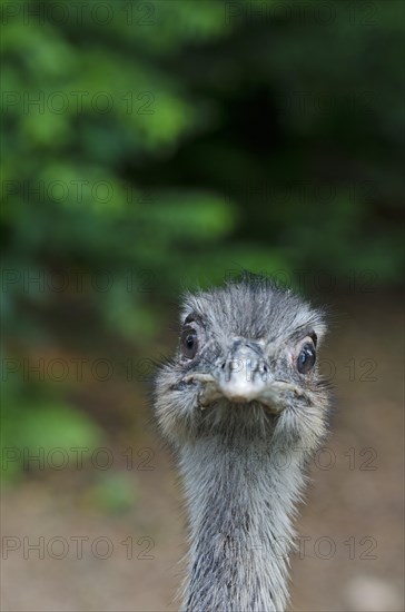 Rhea (Rhea americana)