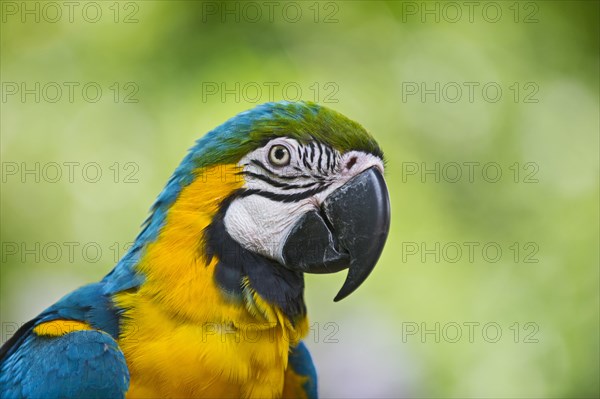 Blue-and-Yellow Macaw (Ara ararauna)