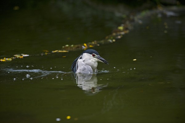 Black-crowned Night Heron (Nycticorax nycticorax)