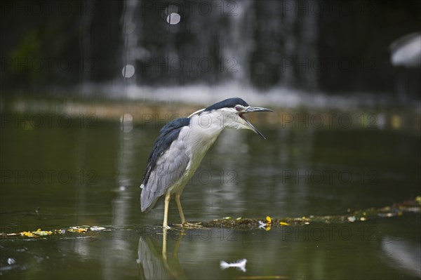 Black-crowned Night Heron (Nycticorax nycticorax)