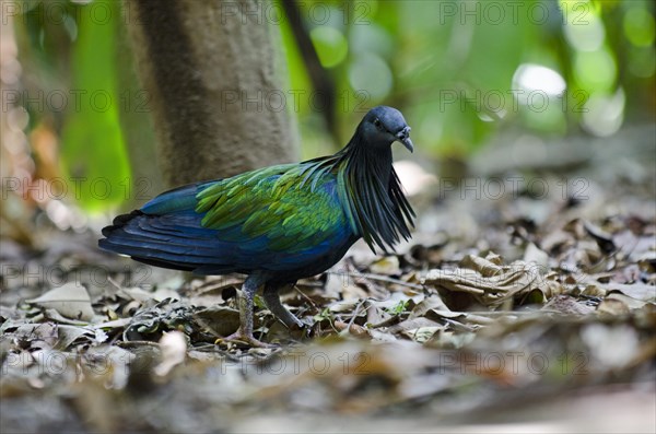 Nicobar Pigeon (Caloenas nicobarica)