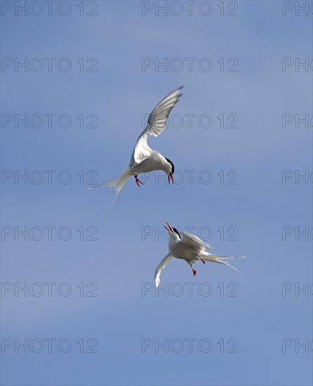 Arctic Terns (Sterna paradisaea) fighting in mid air