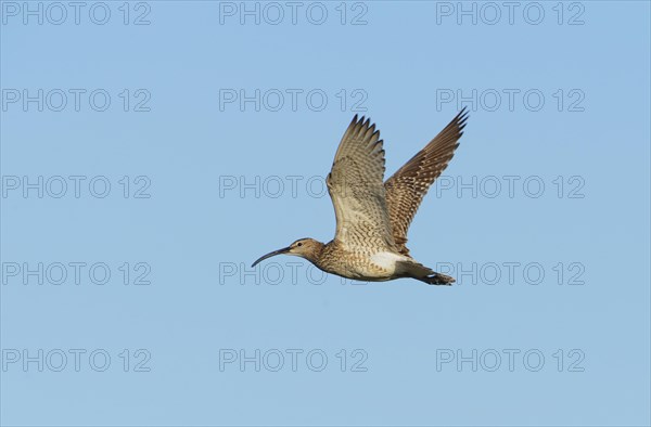 Whimbrel (Numenius phaeopus) in flight