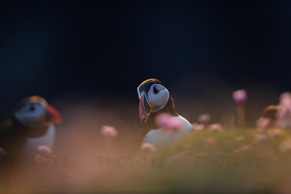 Puffin (Fratercula arctica) among thrift in late evening