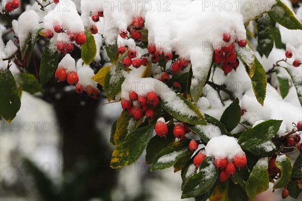 Cotoneaster (Cotoneaster) covered with snow